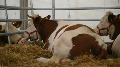 Cows graze inside a farm 스톡 동영상 62650619