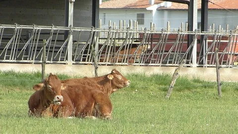 Cows graze in the lawn of the breeding. Stock Footage 77383039