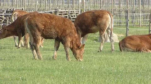 Cows graze in the lawn of the breeding. Stock Footage 77383077