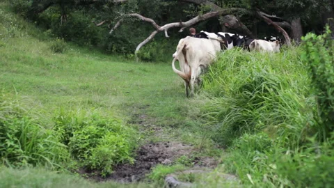 Cows Graze On The Lawn Stock Footage 92023521
