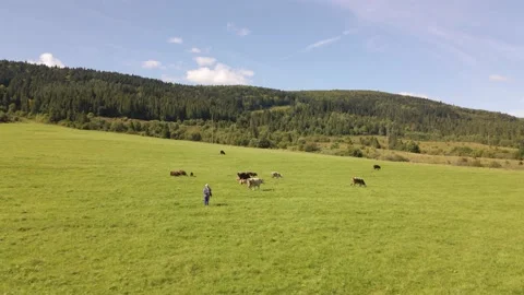 Cows graze on the lawn Video stock 171596657