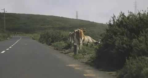Cows graze loose, Madeira, 4K slomo Stock Footage 246403497