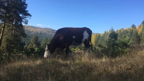 Cows graze in a meadow against the backdrop of Mount Raspberry Stock Footage 116882807
