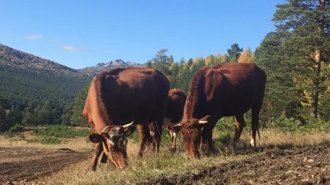 Cows graze in a meadow against the backdrop of Mount Raspberry Video stock 116882938