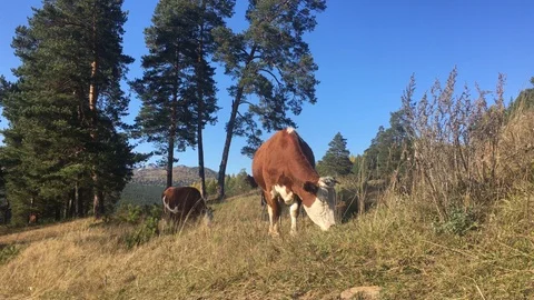 Cows graze in a meadow against the backdrop of Mount Raspberry Stock Footage 116882945