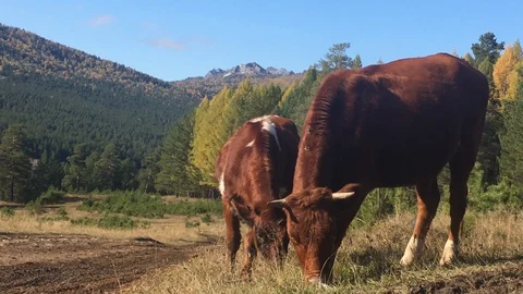 Cows graze in a meadow against the backdrop of Mount Raspberry Stock Footage 116882970