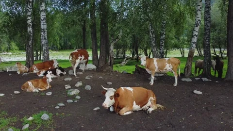 Cows graze in the meadow and rest in the shade of the trees. Vídeos de archivo 301696228