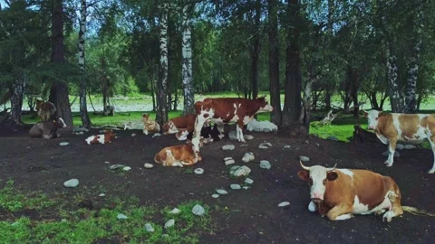 Cows graze in the meadow and rest in the shade of the trees. Vídeo Stock 306018962