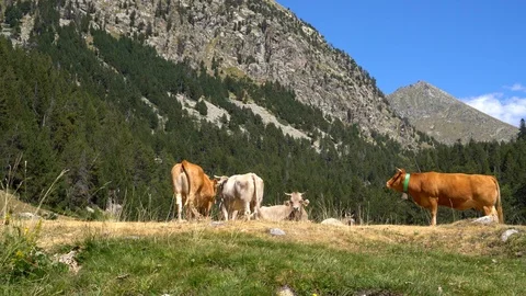 Cows graze in a meadow on a background of mountains in a national park Video stock 114690329