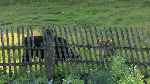 Cows graze in a meadow behind an old fence on which wagtails sit Stock Footage 105999302