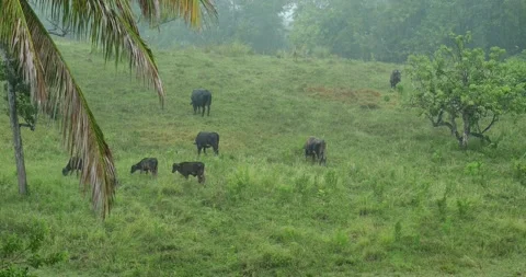Cows graze in a meadow during the rain. Dominican Republic. Stock Footage 157340066