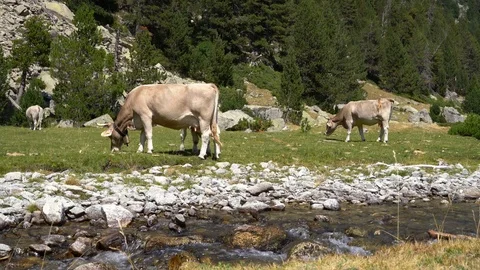 Cows graze in a meadow in an ecologically clean area in the mountains Stock Footage 114583256