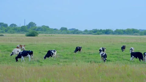 Cows graze in the meadow in the evening Stock Footage 315414581