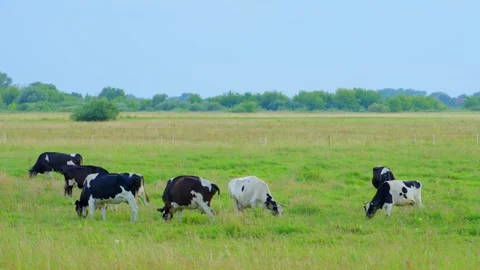 Cows graze in the meadow in the evening Stock Footage 315414688