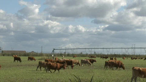 Cows graze in meadow Stock Footage 706351