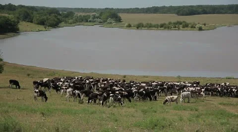 Cows graze in a meadow 스톡 동영상 11055476