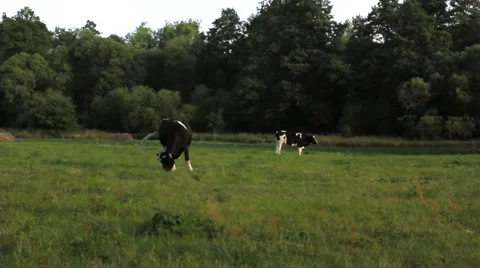 Cows graze in the meadow Stock Footage 55159016