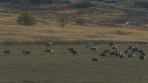 Cows graze in the meadow 스톡 동영상 58078719