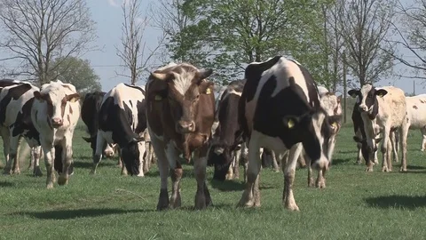 Cows graze in the meadow Stock Footage 76264981
