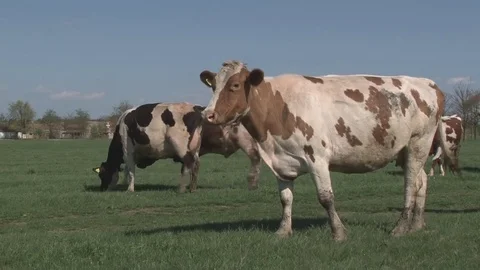 Cows graze in the meadow Stock Footage 76265015