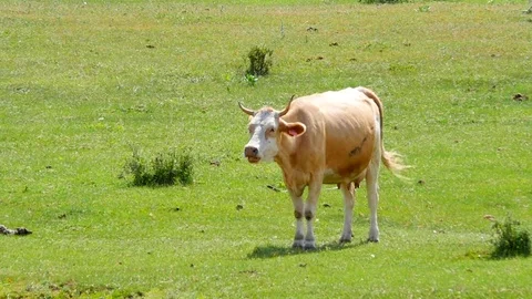 Cows graze in the meadow 스톡 동영상 77623479
