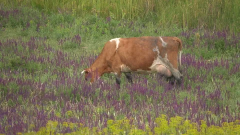 Cows graze in a meadow 库存影片 91661028