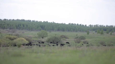 Cows graze in the meadow Stock Footage 101760171