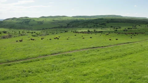 Cows graze in a meadow Stock Footage 197570134