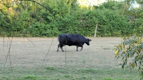 Cows graze in the meadow Vidéo 201487752