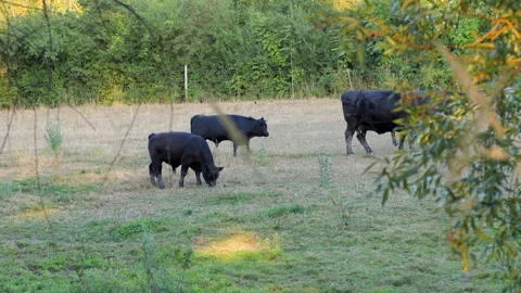 Cows graze in the meadow Stock Footage 201487791