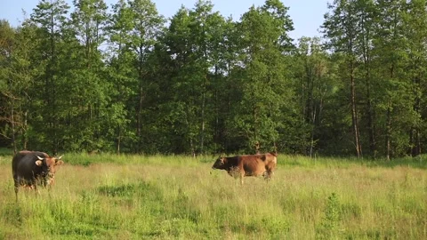 Cows graze in the meadow Video stock 218299452