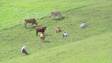 Cows graze in a meadow Stock Footage 251388704