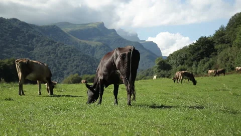 Cows graze in a meadow in the mountains. 動画素材 97601503