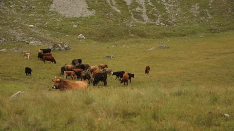 Cows graze in a meadow in the mountains. Stock Footage 97623541