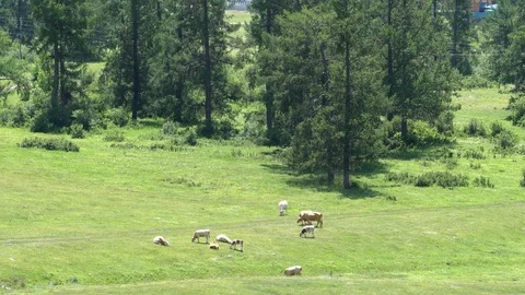 Cows graze in a meadow in the mountains Video stock 112928877