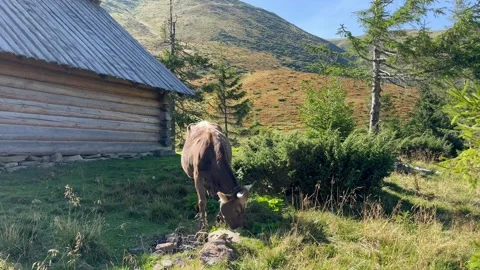 Cows graze on a meadow in the mountains Stock Footage 250050348