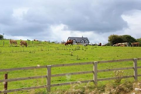Cows graze in the meadow. Stock Photos