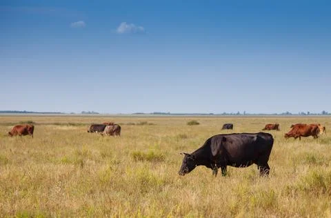 Cows graze in the meadow Foto stock