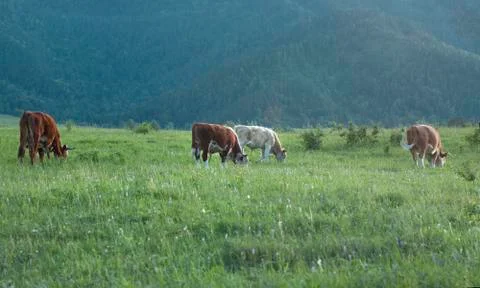 Cows graze in the meadow Stock Photos