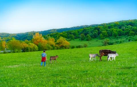 Cows graze in the meadow Stock Photos