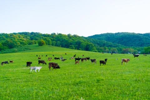 Cows graze in the meadow Stock Photos