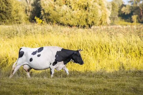 Cows graze in the meadow. 写真素材