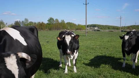 Cows graze in the meadow Foto stock