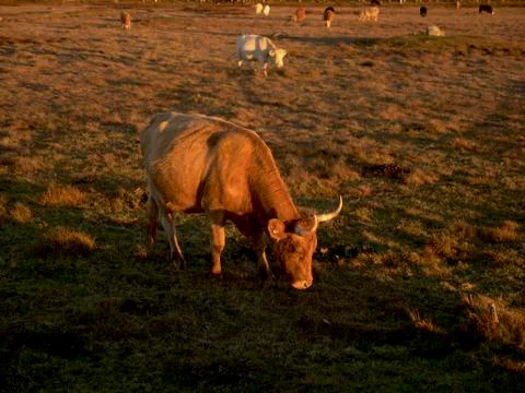 The cows graze in the meadow in spring Stock Photos