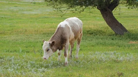 Cows graze in the meadow in summer Stock Footage 318713376