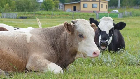 Cows graze in the meadow in summer Stock Footage 318713407