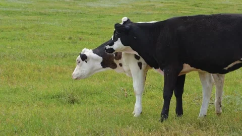 Cows graze in the meadow in summer Stock Footage 318713428