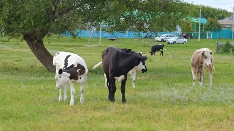 Cows graze in the meadow in summer Stock Footage 318713438