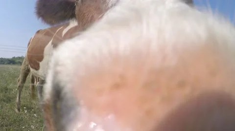 Cows graze in the meadow. Touch the nose and tongue licking the camera. Stock-Footage 54250283