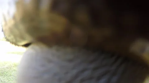 Cows graze in the meadow. Touch the nose and tongue licking the camera. Stock-Footage 54251729